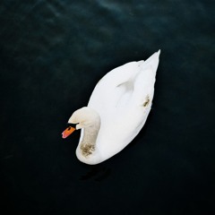 WELLKEE @ RENATE BERLIN | LOCAL PETTING CLUB