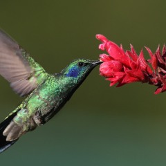 270520INECOL - POLINIZACION POR AVES