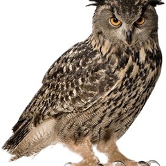 Owl.png