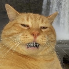 Mr Saber Tooth