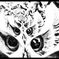 Wondering back around