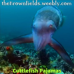Cuttlefish Pajamas