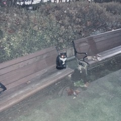 The cat with the ambient noise