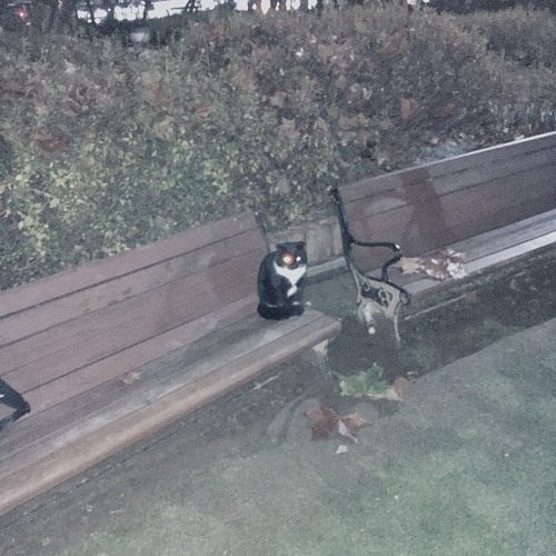 The cat with the ambient noise