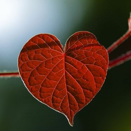 Spiritito @ The Way of the Heart ~ Vol 2