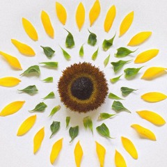 Pass The Lifefeat.アーク白.TDS.弦