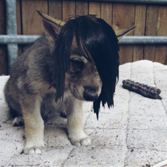 fat emo peace of dog