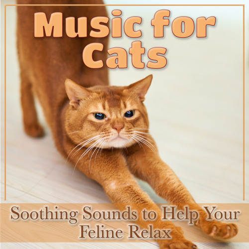 Stream Phoenix Audio Works Listen to RelaxMyCat Songs for Cats