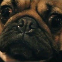 Doug the pug all i sale want for christmas
