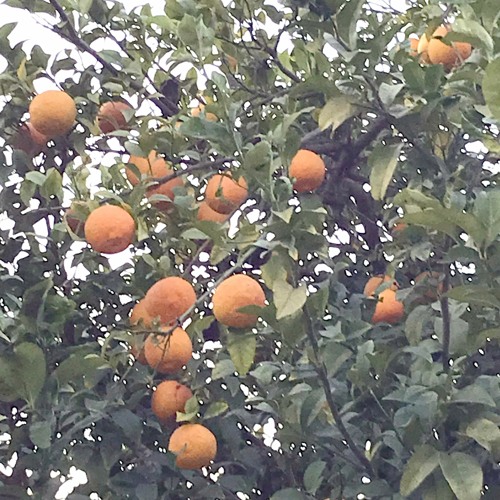 Joyeux anniversaire les arbres !! Tu BiShvat impro -  ט"ו בשבט אלתור