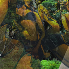 RAVE IN THE WOODS