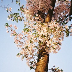 honey (raveena cover)