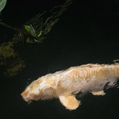 lurker