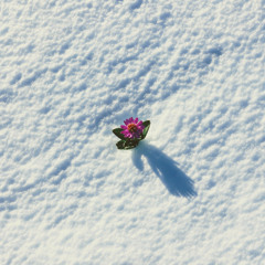 Antarctica in Bloom