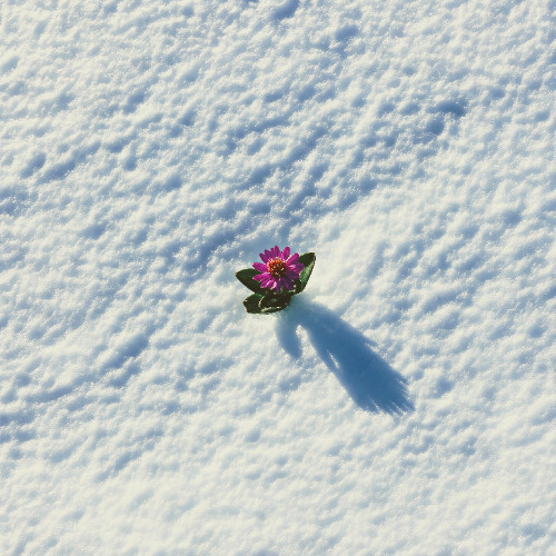 Antarctica in Bloom