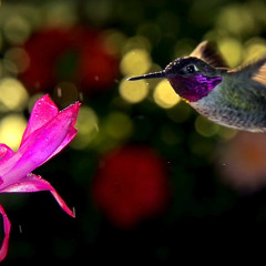 nothing elsa matthers - ambient remix