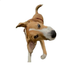 MAPACHE DOG