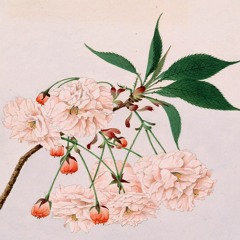 Cherry Blossom's