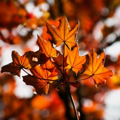 autumn leaves
