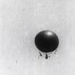 Behold the aeronaut!