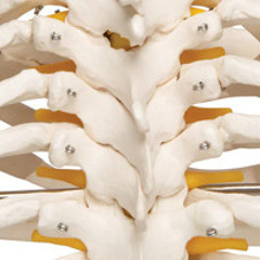 Spine