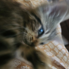 kumo/slacking