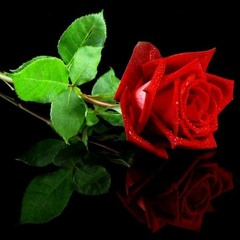 Fresh Rose (Prod. By Homage)