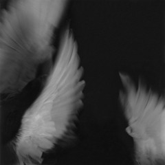 fly like a bird prod malvi x onereevs x tearen