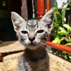 kola 15 - afro ji melon (dj session)