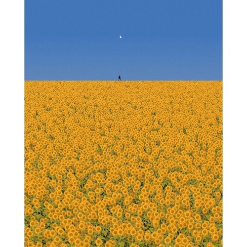 flower fields {prod. M!CHAEL}