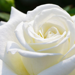 WHITE LIGHT WHITE HEAT