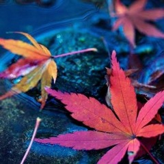 pîyœlÆ⚔️🍁