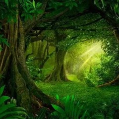 La Forêt Magique  - Naïla