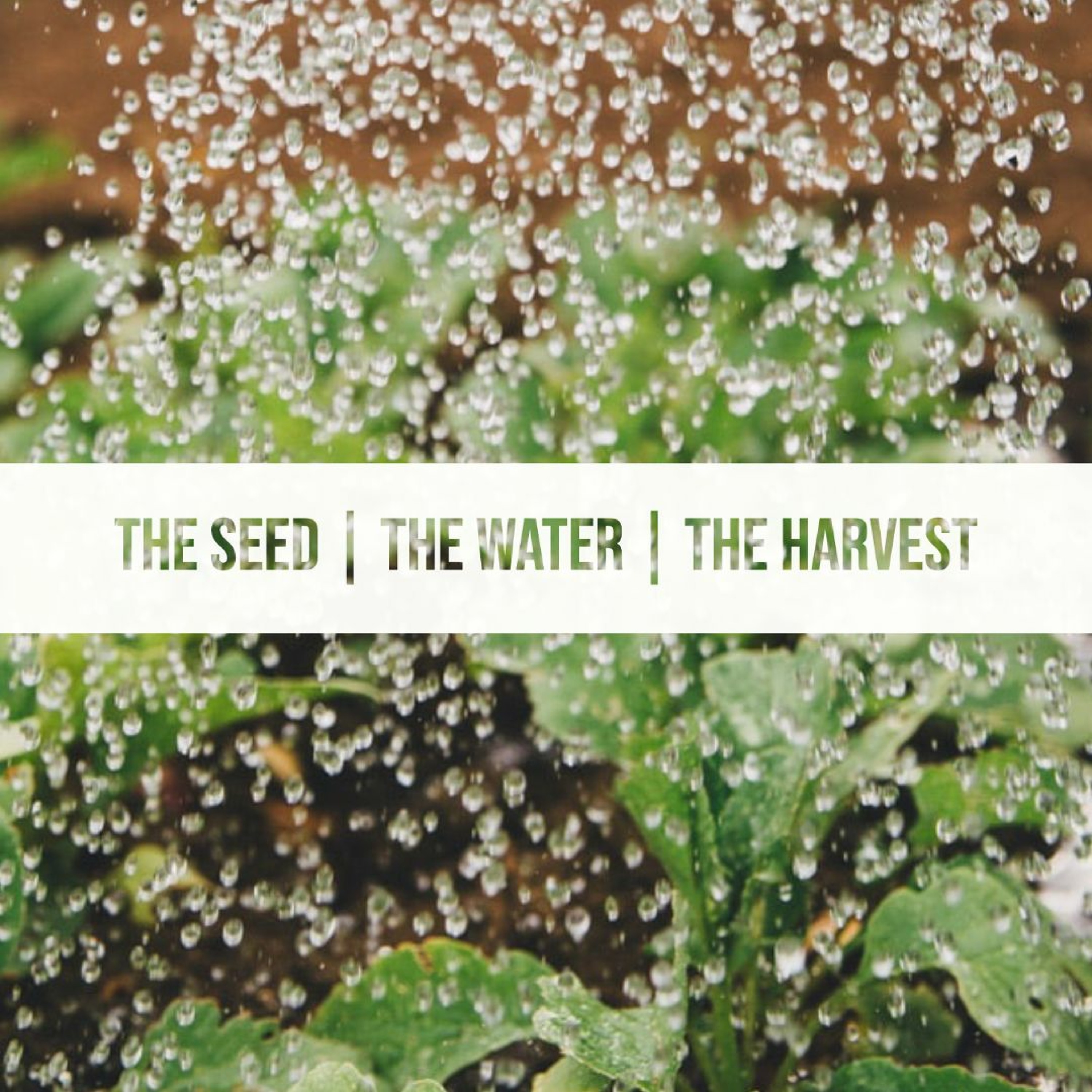 The Seed, The Water, The Harvest episode artwork