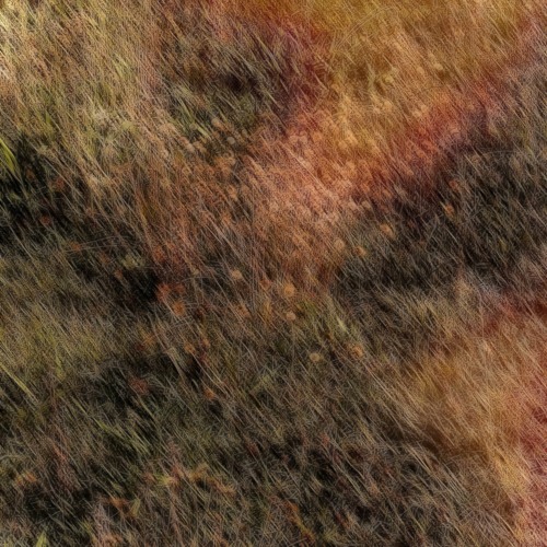 the field