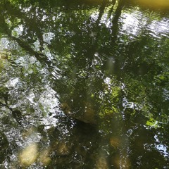 Submerged : The River Frome 4