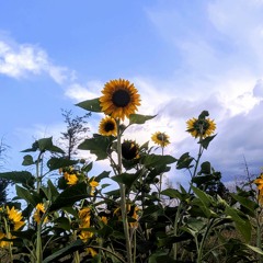 Sunflowers (Prod. Caiden Scott)