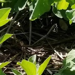 Monster grass
