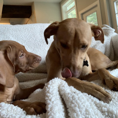 Lady May (Tyler Childers cover)