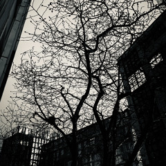 cloudy skies