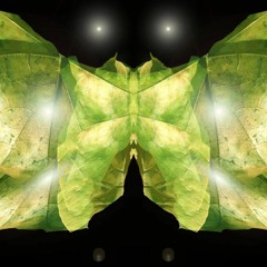Leaflight