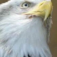 Eagle Sigh
