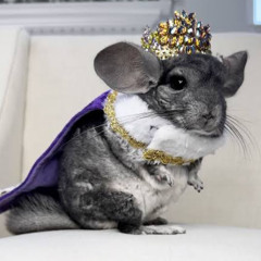 The World of Chinchillas