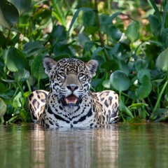 Jaguar (deel 1)