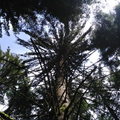 Petite Merde Insignifiante