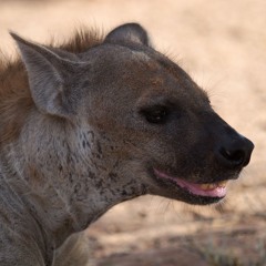 Hyenas versus Plastic Box
