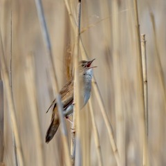 Savi's Warbler