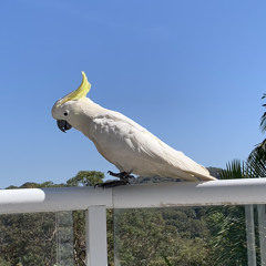 Fly On Daniel