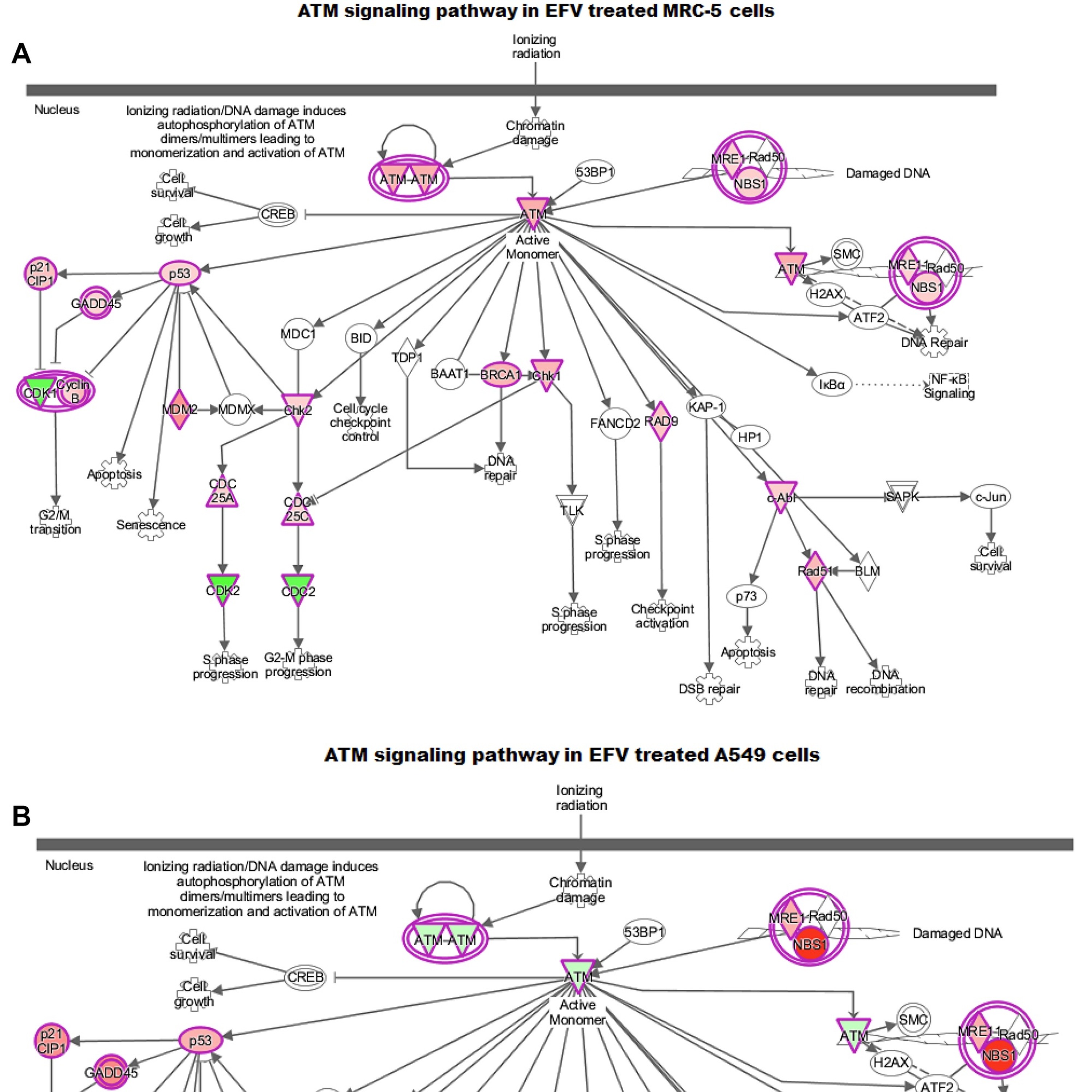 Oncotarget