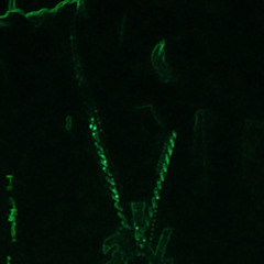 "Top Stunna" -demon Lilfye.m4a